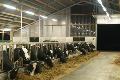 Agricultural Lighting